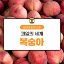 과일의세계