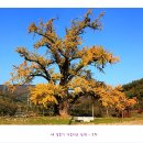 천과나무 이미지