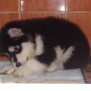 우리퍼피 이미지