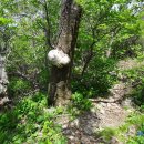 혹불이 영감 이미지