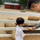 형제사슴목장 | 켄싱턴리조트 설악밸리 고성 동물 먹이주기 체험