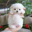 광주강아지분양 고양이분양 미유펫 본점 | 해남애견샵 분양 후에도 이어지는 강아지 건강케어