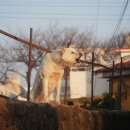 아이펫동물병원 이미지