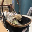 호수펫 | [강원도/강릉] 강릉 애견동반 호텔 ' 강릉 세인트존스 호텔' / 펫 룸 / 조식 후기 / 내돈내산 , 솔직후기