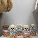 김포한강2로 104번길 | 김포 강아지 케이크 주문제작 맛집 댕까댕까 [애견수제간식]