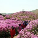 황매산 철쭉제 이미지