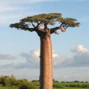 바오밥나무 이미지