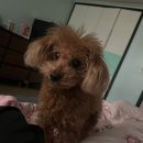 러블리댕 이미지