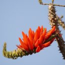 홍두화 [에리스리나 바리에가타, Erythrina variegata, 인도 산호나무, 호랑이의 발톱, 선샤인트리] 이미지