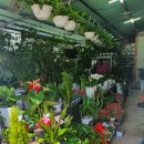 꽃가지화원 이미지