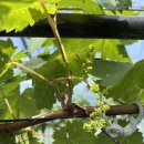 화수농장 이미지