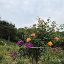 부천도당동 백만송이 장미원 이미지