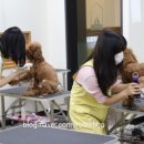 애견미용 이미지