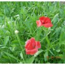 오늘나의정원 이미지