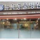 뉴욕동물병원 이미지