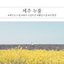 누룸 | [제주웨딩스냅] 제주누룸 인생샷 남기고 오다 (누룸 색감보정 후기)