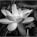 강주연못 이미지