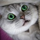 행복한고양이 이미지
