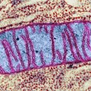 미토콘드리아-생명발전소(ATP생산) 이미지