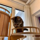 오묘 고양이카페호텔미용 이미지