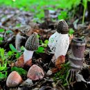 하얀버섯 이미지