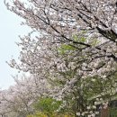분당 탄천에 피어있는 벚꽃 이미지