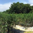 성애농장 이미지