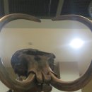 서대문자연사박물관 이미지