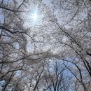 충훈2교 옆 | 대전 벚꽃명소 테미공원 벚꽃 실시간 지금 가야 하는 이유 주차 현실 꿀팁 사진스팟 포인트까지 총정리