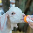 영국농장 이미지