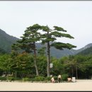 소나무 카카오 검색결과