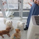 이쁘게 잘라줄개 이미지