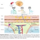 서판교소아청소년과의원 | 자폐 관련 연구 소개 2: 장내미생물이 뇌 발달과 행동에 영향을 준다.