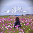 평택 오성강변 근처 코스모스 꽃구경 경관농업단지