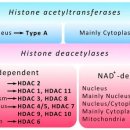 히스톤(HisTone) 이미지