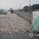 아이고 도루묵이 강릉서 트럭 전도돼 도루묵 '와르르'…한때 도로통제 이미지