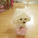 쇼군