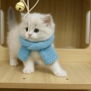 청담고양이 이미지