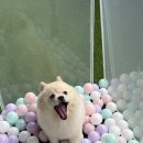 놀러오개 애견유치원 애견호텔 풍동식사점 | 용인 남사 애견호텔 놀러오개 남사점