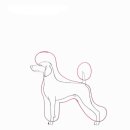 중앙애견미용 이미지