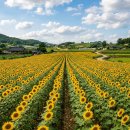 (주)성홍안산터미널주유소 | 고창 학원농장 해바라기 언제 볼 수 있나, 청보리밭 이어 여름 노란 물결 드라이브