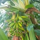 몽키바나나 이미지