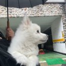 청순하개 | 부평 강아지미용 후기