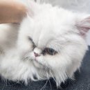 고양이 눈곱,눈물자국 관리와 미용 / 대전 고양이 무마취미용 페르시안캣에서~
