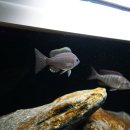 Copadichromis fire crest 이미지
