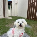 용인 광교애견용품 더로얄펫 솔직후기 카르나4 상현역 강아지 미용실