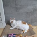 차오컴퍼니