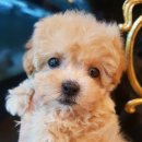 티제이 펫 이미지