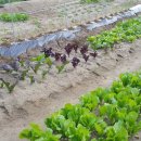 형국농장 이미지