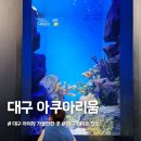 대구 아쿠아리움, 대구 아이랑가볼만한곳, 실내 관광지 추천!